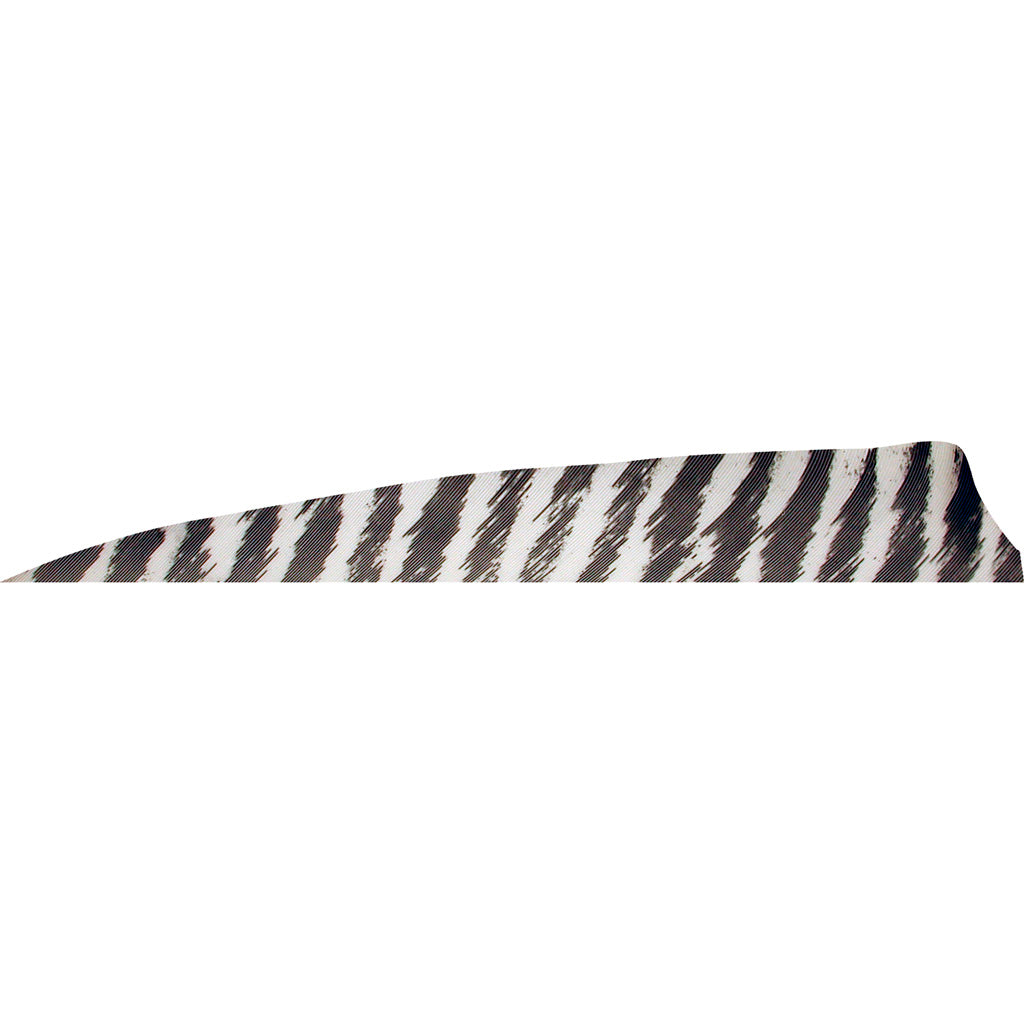 Gateway Shield Cut Feathers Barred White 4 in. LW - 50 Pack