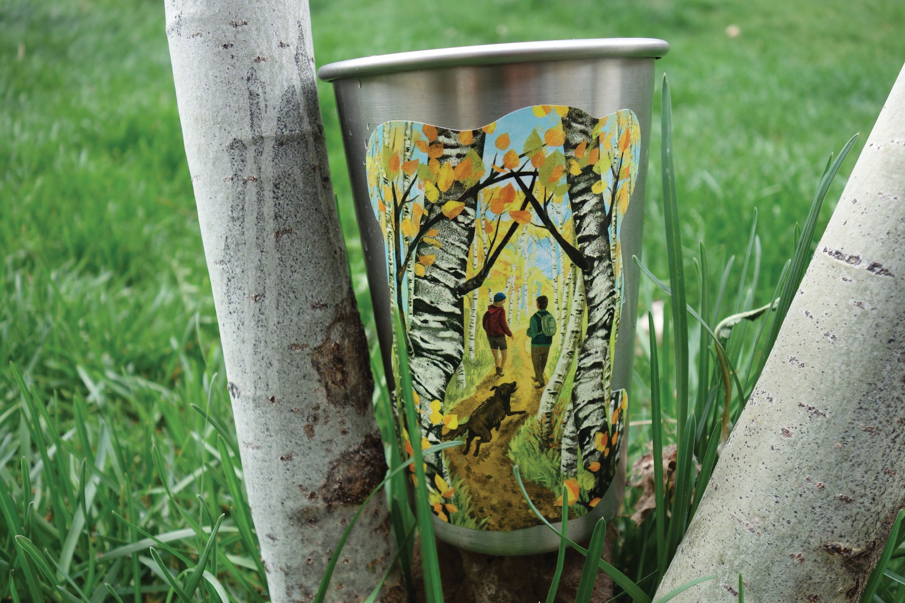 Hike Through Aspens