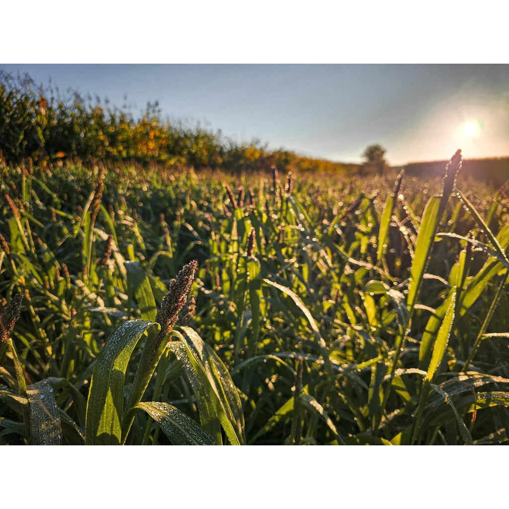 Domain Landing Strip Seed for 1/4 Acre - Supports Waterfowl, Upland Birds, and Deer