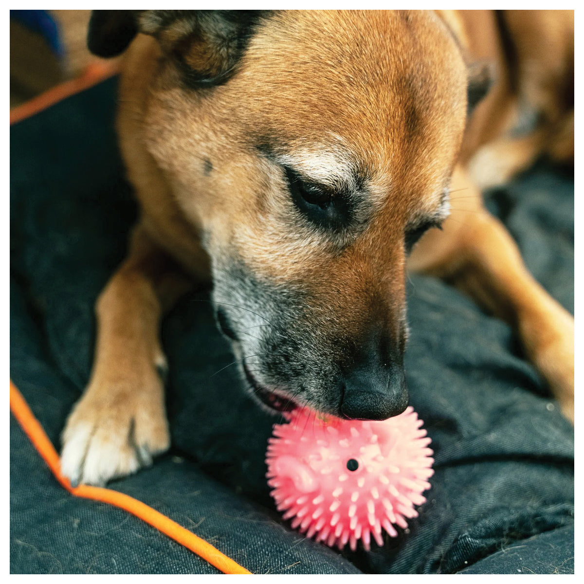 Piggy Dog Ball