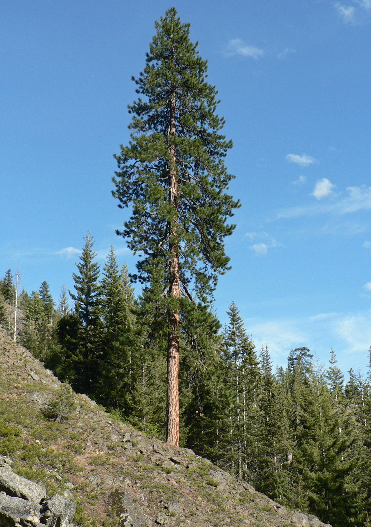 Plant a Tree