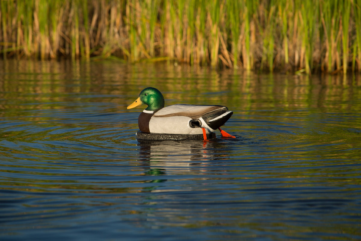 The Wadder