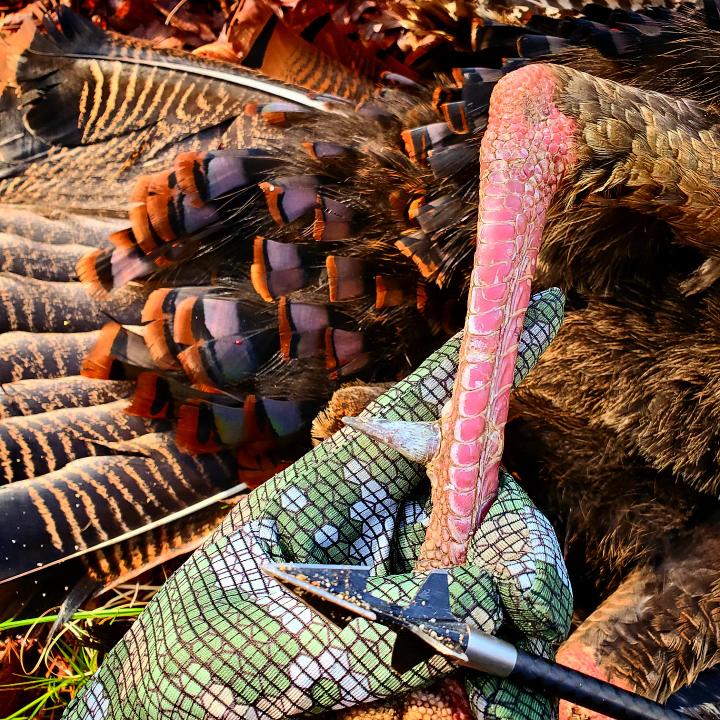 TURKEY SPURS