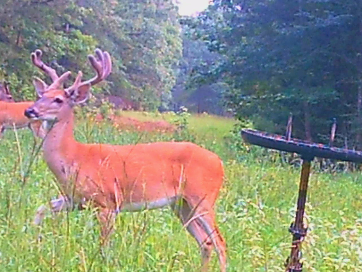 Buck Weed ... Deer Love it!