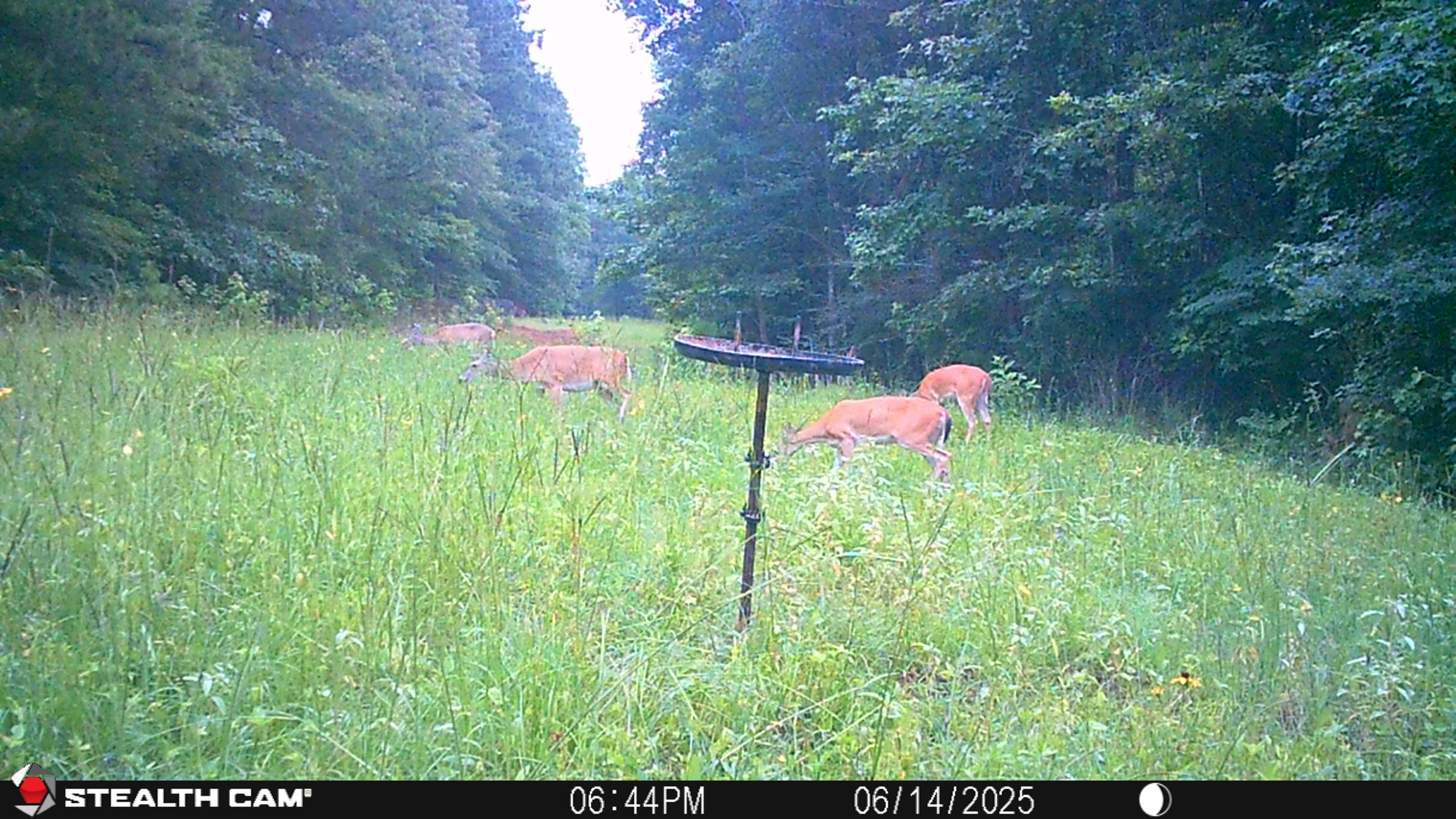 Buck Weed ... Deer Love it!