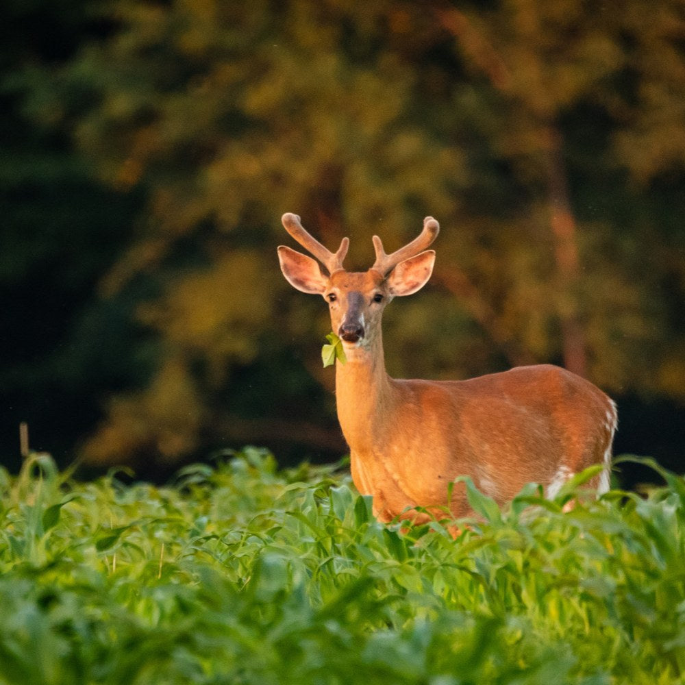 Velvet whitetail buck standing in a green cornfield at golden hour with a fresh corn leaf in his mouth