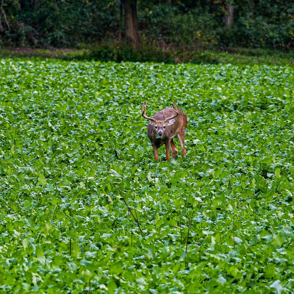 Whitetail buck standing in a green brassica food plot
