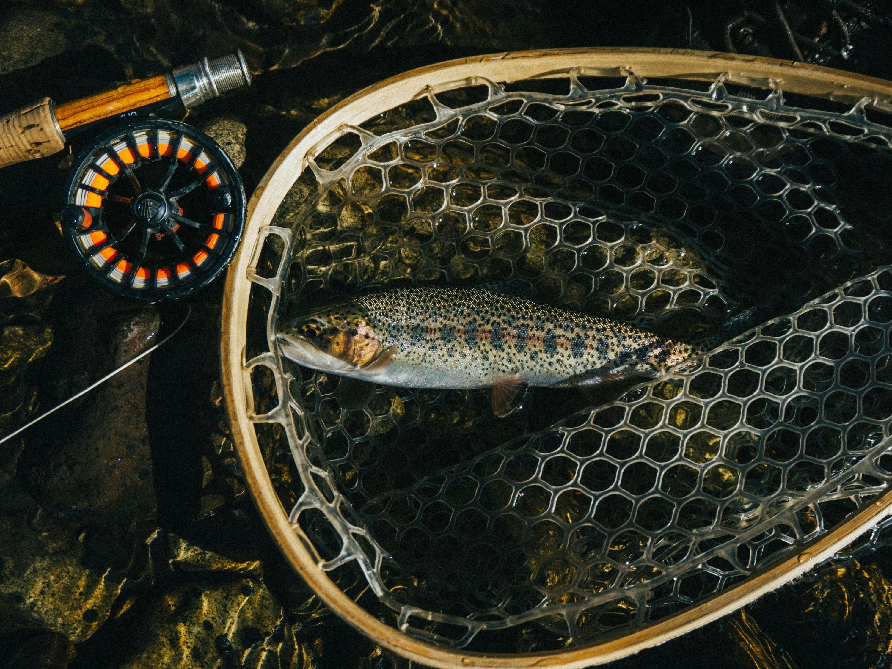 Wild Water Fly Fishing
