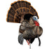 Avian X HDR Strutter Decoy - Realistic Turkey Hunting Decoy