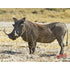 Western Recreation DuraMesh Archery Target Warthog - Weatherproof Design