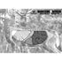 30-06 Whitetail Paper Target 5 pc.