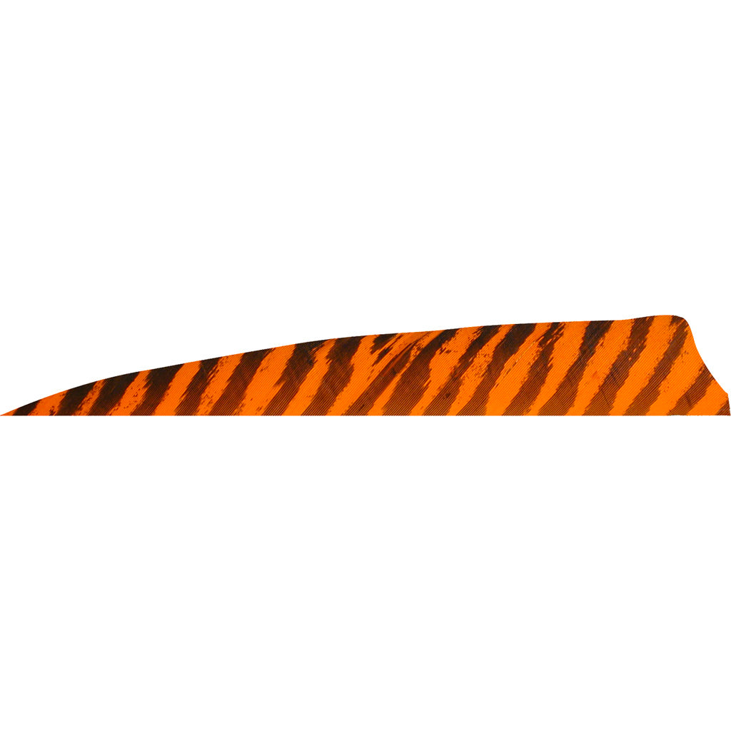 Gateway Shield Cut Feathers Barred Orange 4 in. LW - 50 Pack