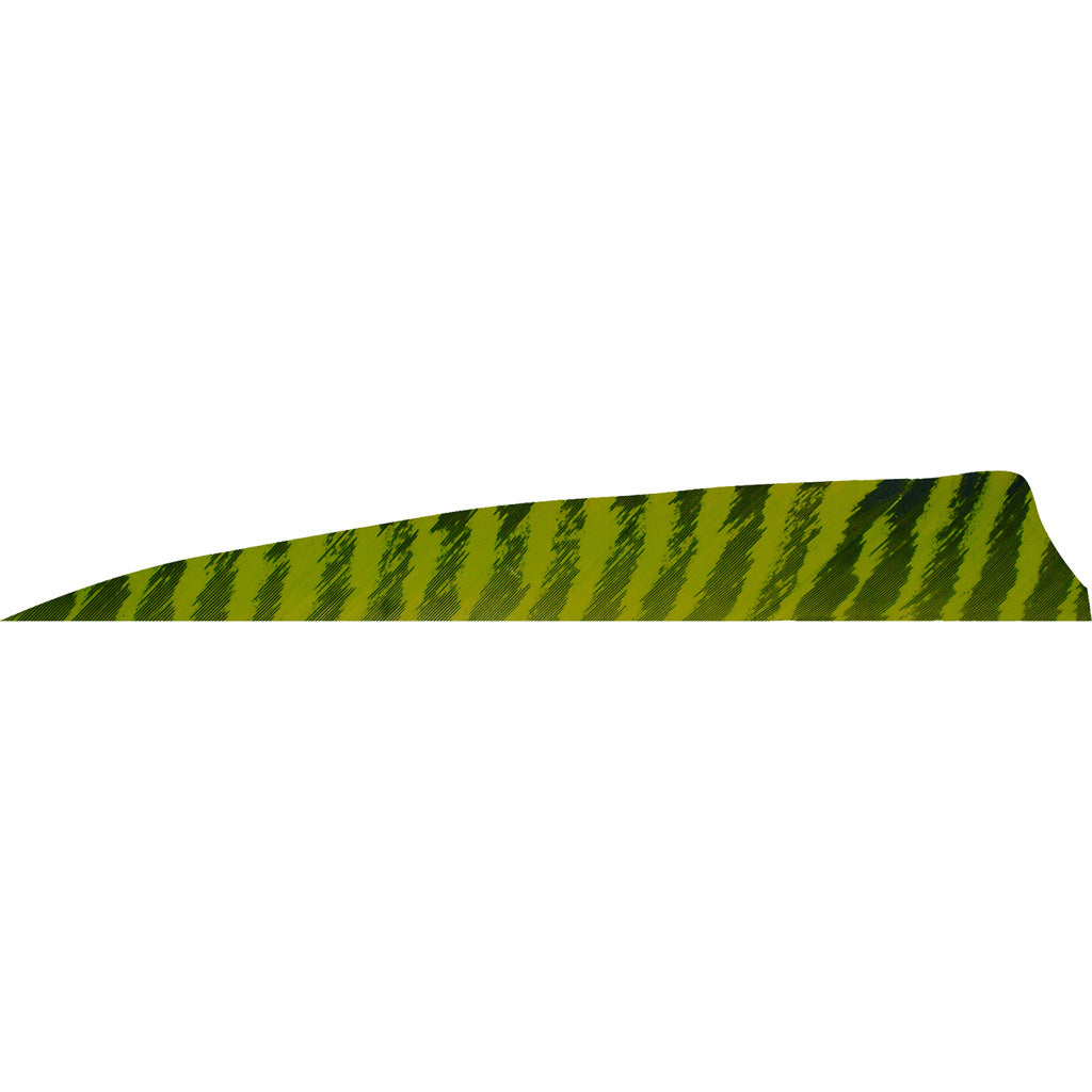 Gateway Shield Cut Feathers Barred Chartreuse 4 in. RW - 50 Pack