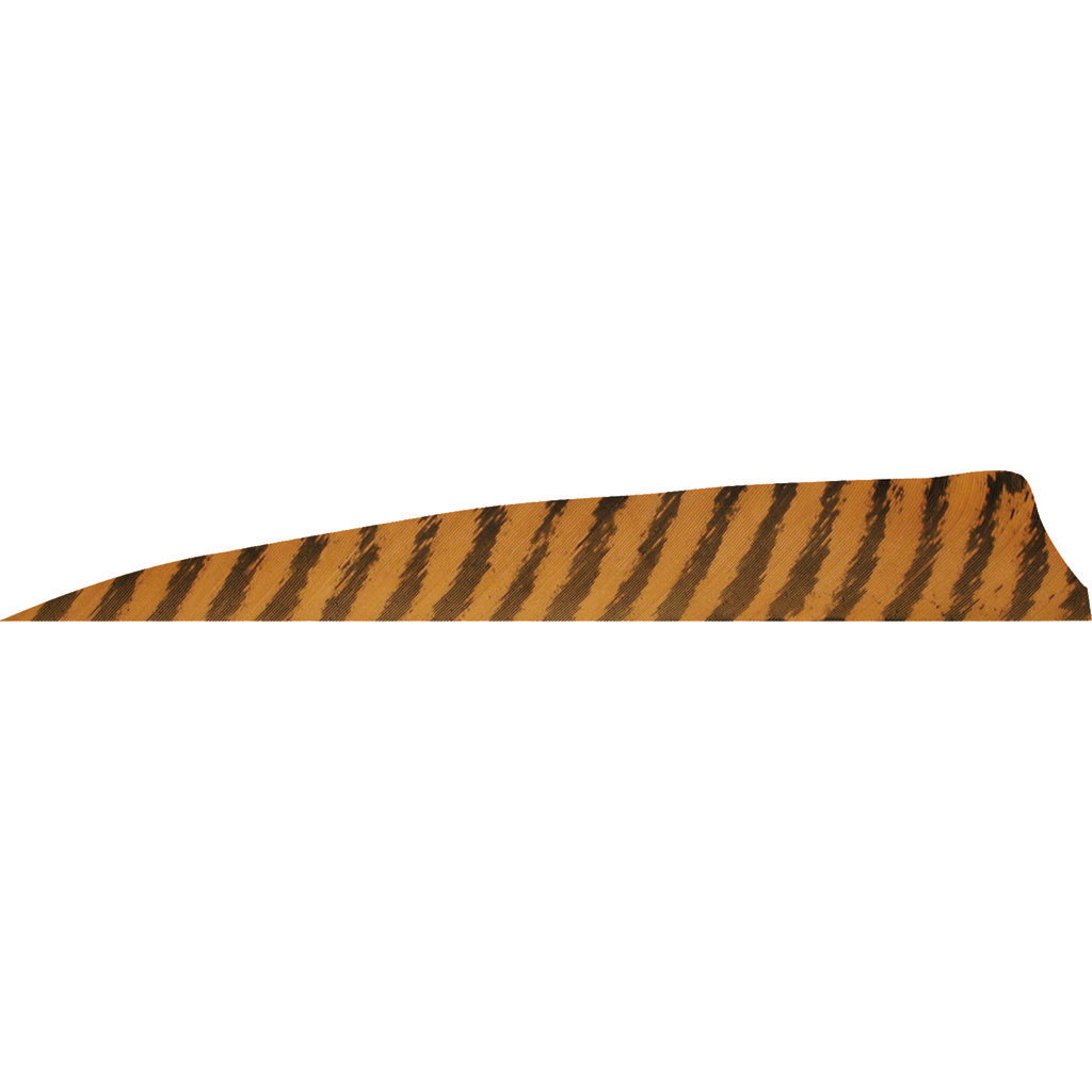 Gateway Shield Cut Feathers Barred Desert Brown 4 in. RW - 50 Pack
