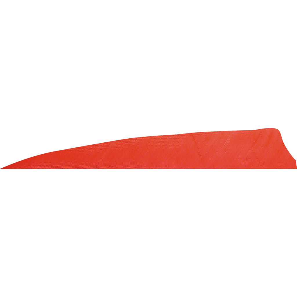 Gateway Shield Cut Feathers Red 4 in. RW - 50 Pack