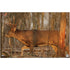 Birchwood Casey EZE-Scorer Whitetail Target 23x35 in. 2 pk.