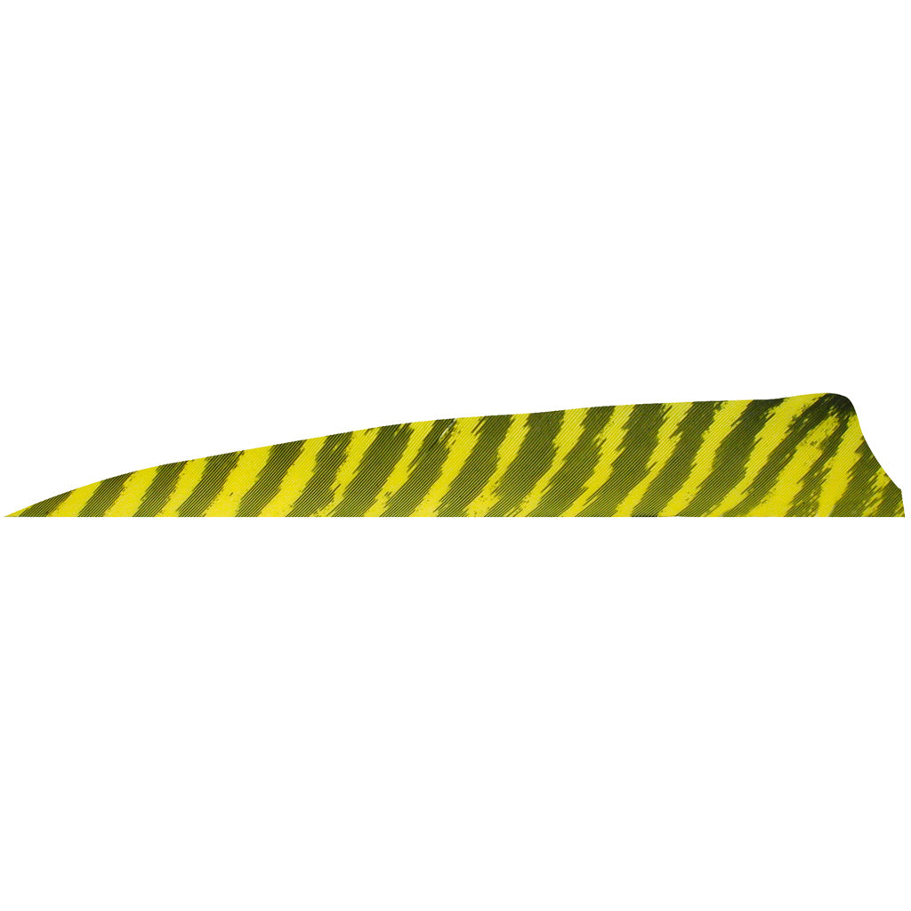 Gateway Shield Cut Feathers Barred Yellow 4 in. RW - 100 Pack