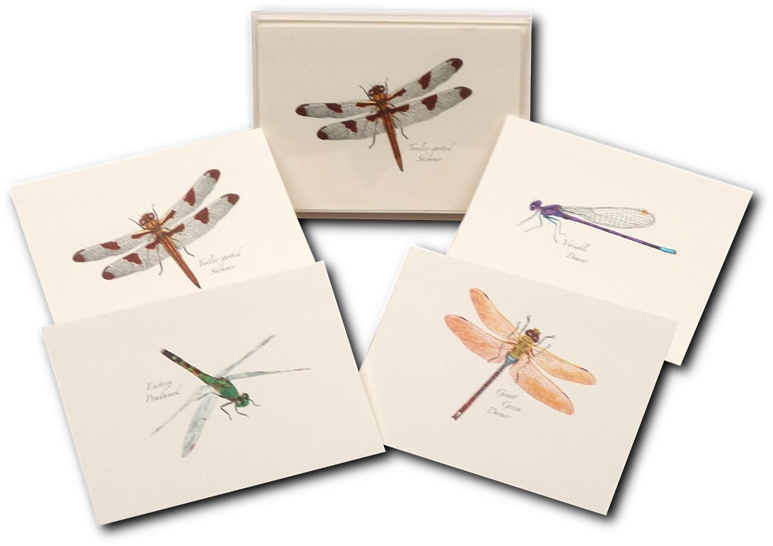 EARTH SKY+WATER Dragonfly Notecards - Charming Stationery for Nature Lovers