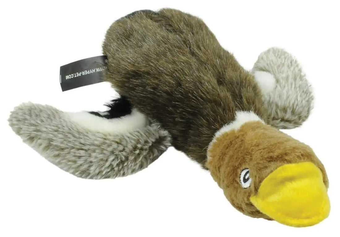 Wildlife Critters Mallard Duck