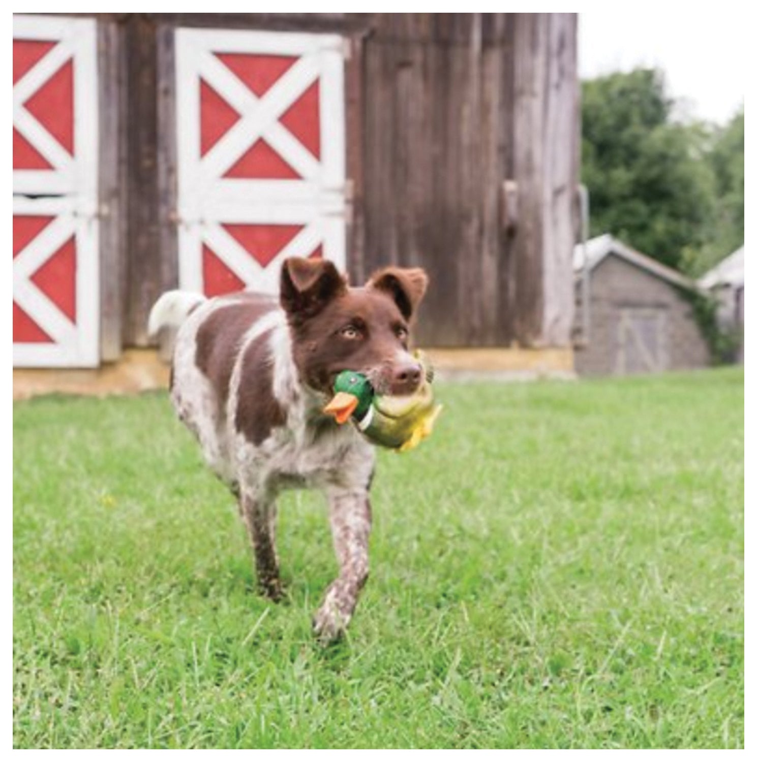 SPORTSMEN Late X Meeze Duck - Premium Quality Outdoor Gear