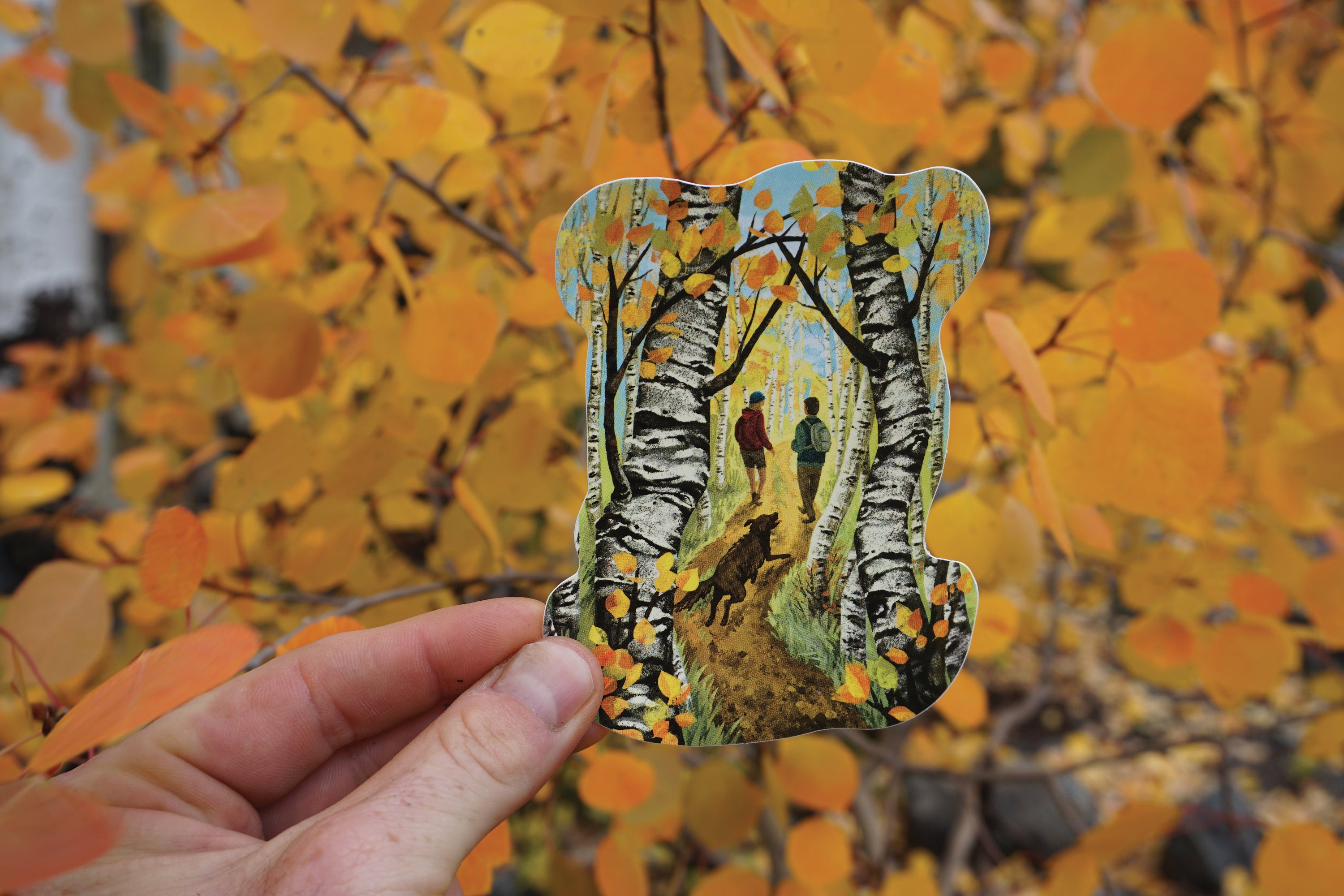 Hike Through Aspens
