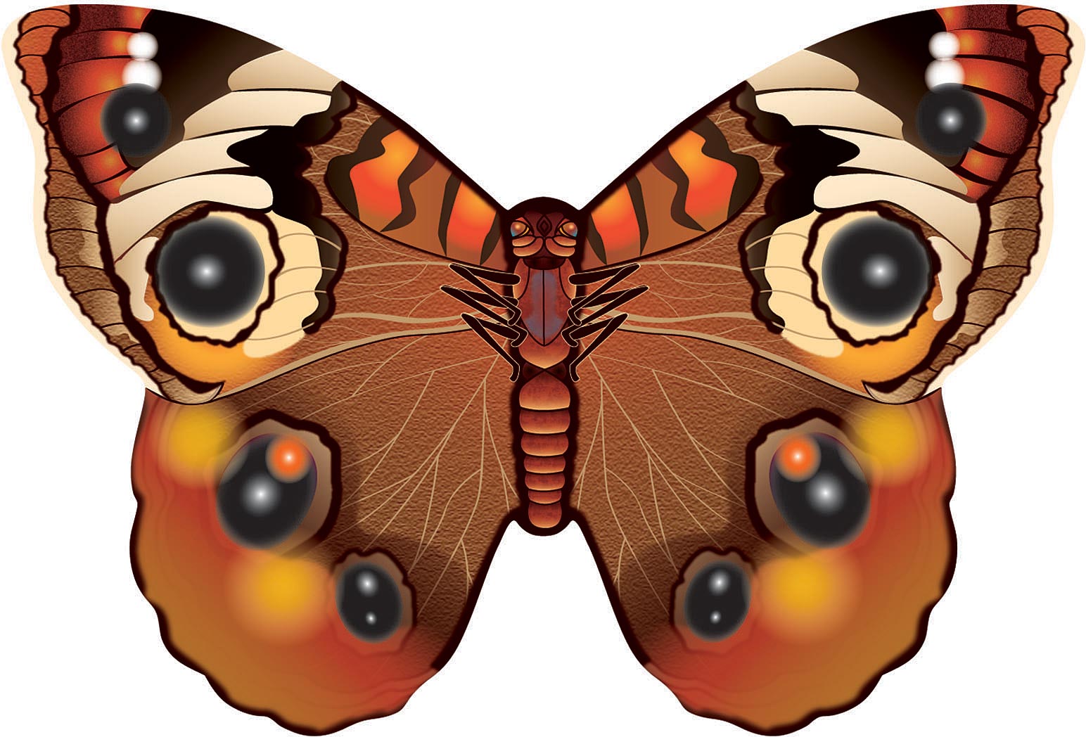 Microbutterfly   Buckeye