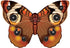 Microbutterfly   Buckeye