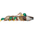 Avian-X AXP Fusion Duck Decoys Mallards 6 Pack