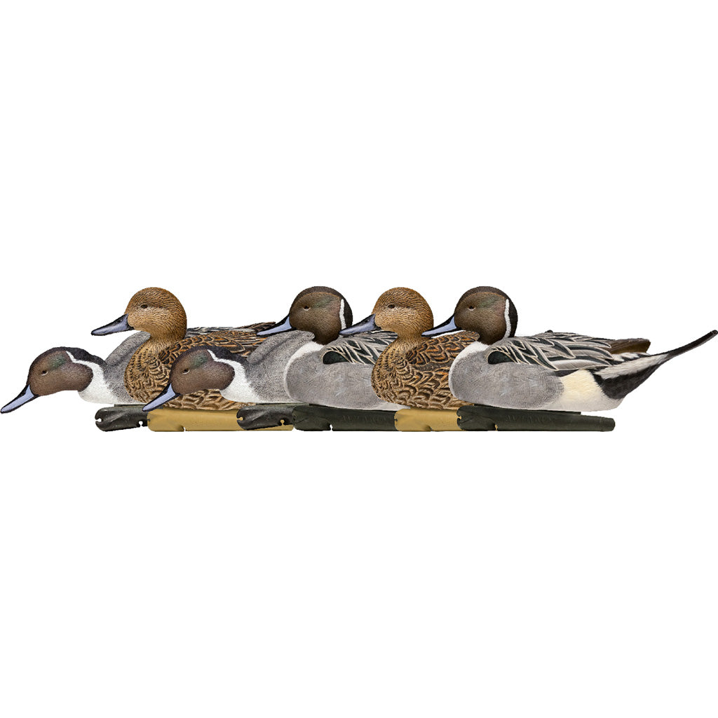 Avian-X Top Flight Duck Decoys Pintail 6 Pack - Realistic Feeder and Low Head Drakes