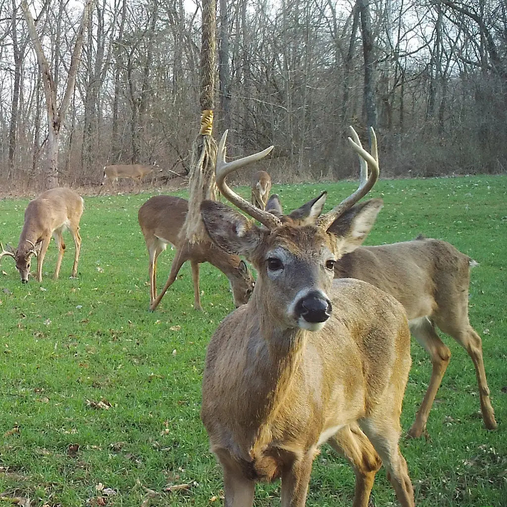 Wildlife Research Golden Rope Single Rope Kit - Natural Fiber Attractant