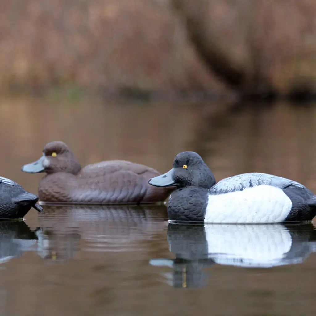 Flambeau Master Series Blue Bill Floater Decoys 6pk - Realistic Waterfowl Hunting Gear