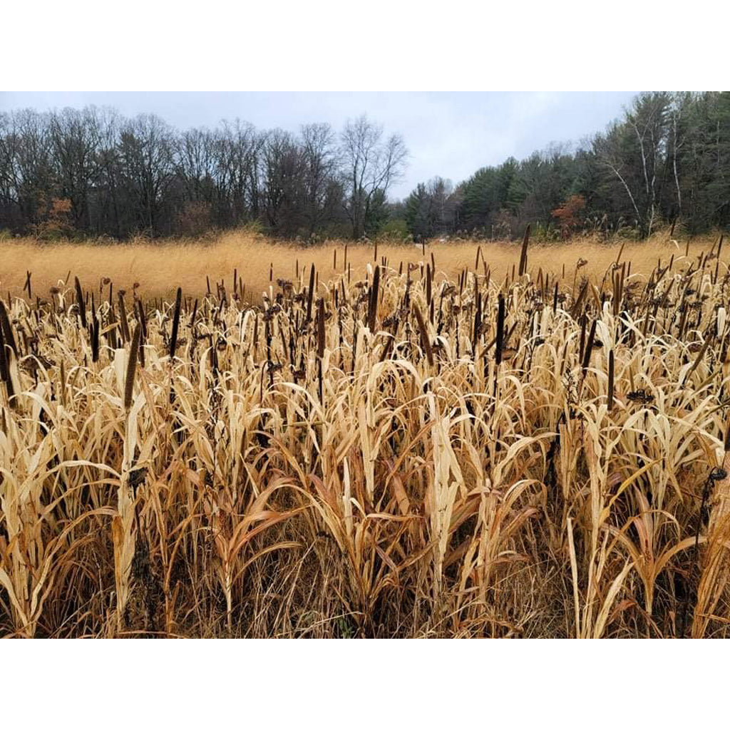 Domain Japanese Millet Seed 1/4 Acre