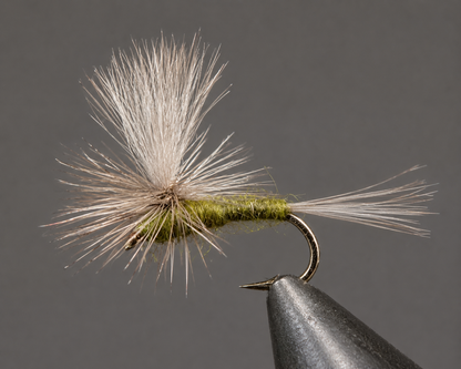 Blue Wing Olive - Parachute