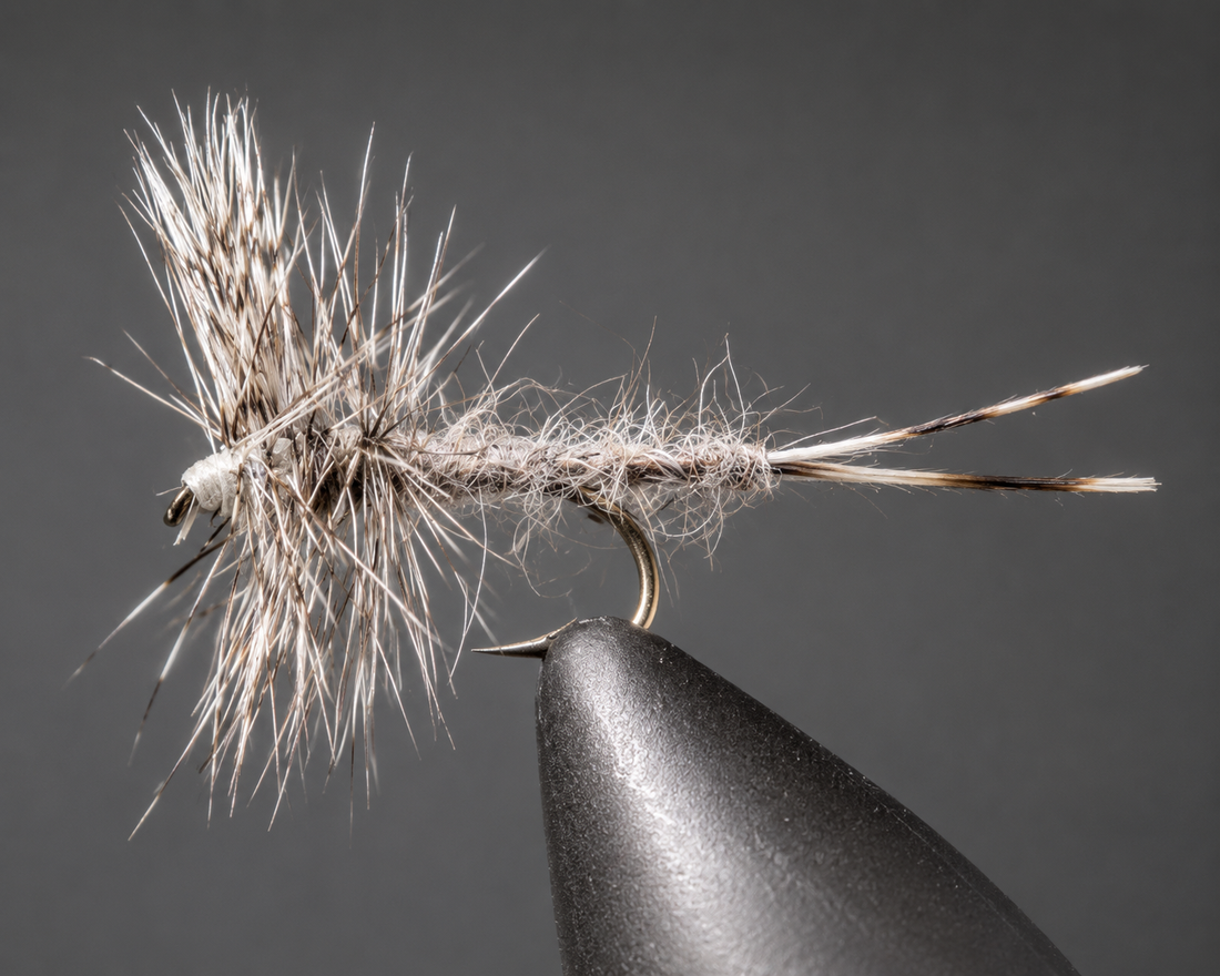 Callibaetis – Thorax