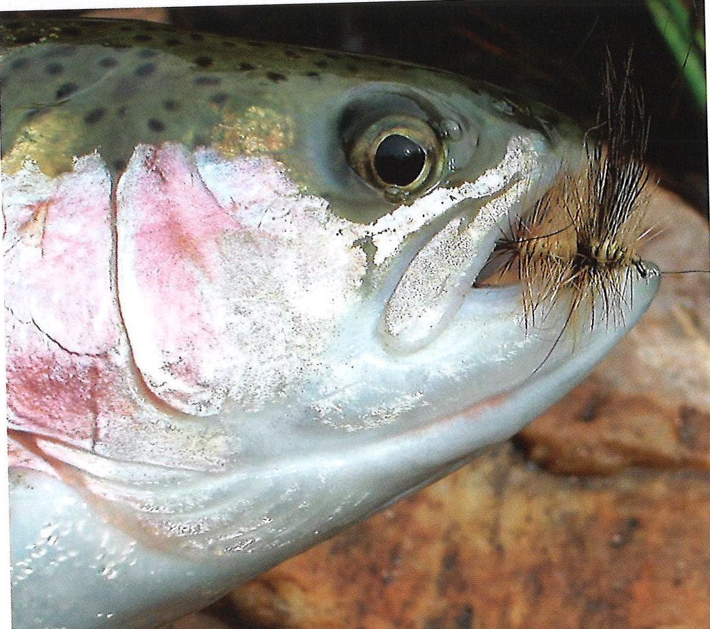 Clouser&