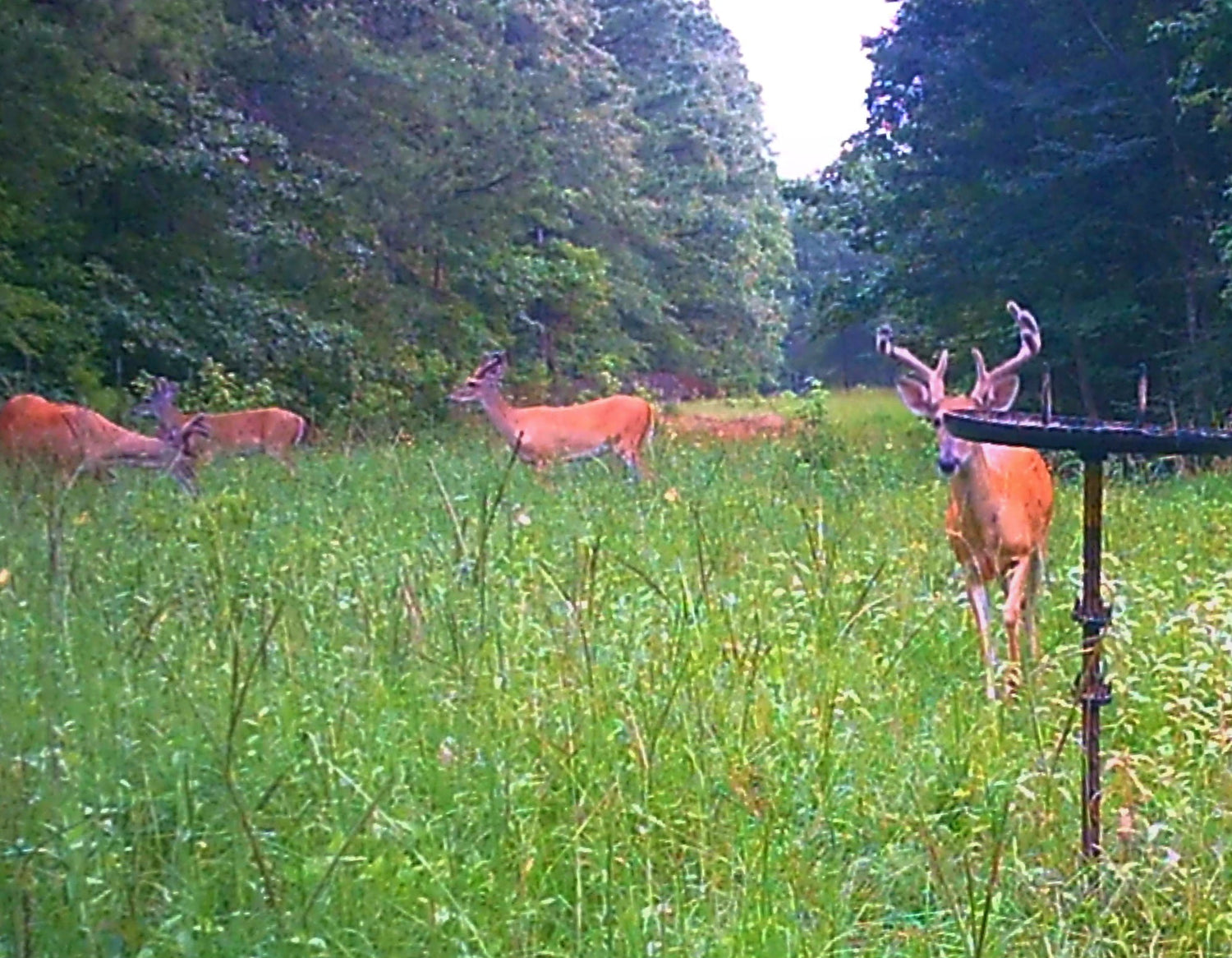 Buck Weed ... Deer Love it!