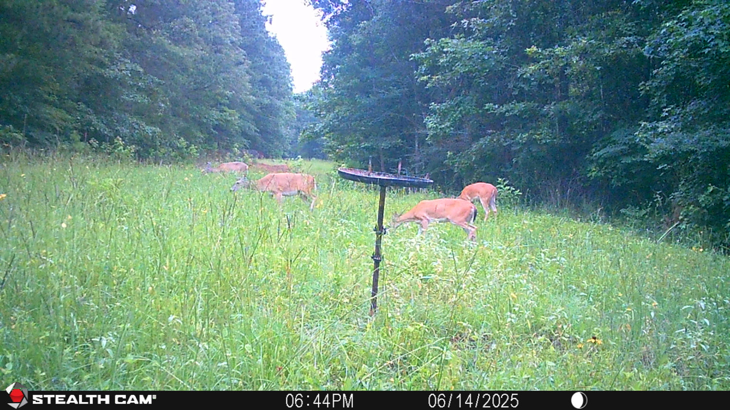 Buck Weed ... Deer Love it!