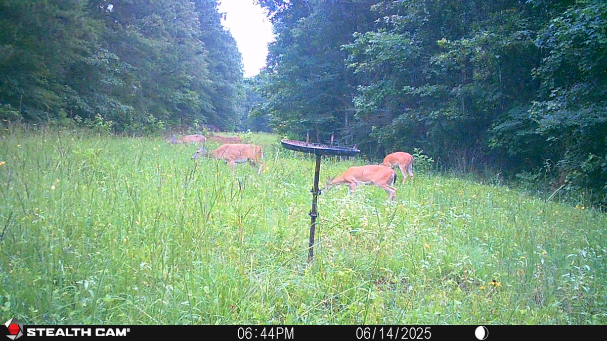 Buck Weed ... Deer Love it!