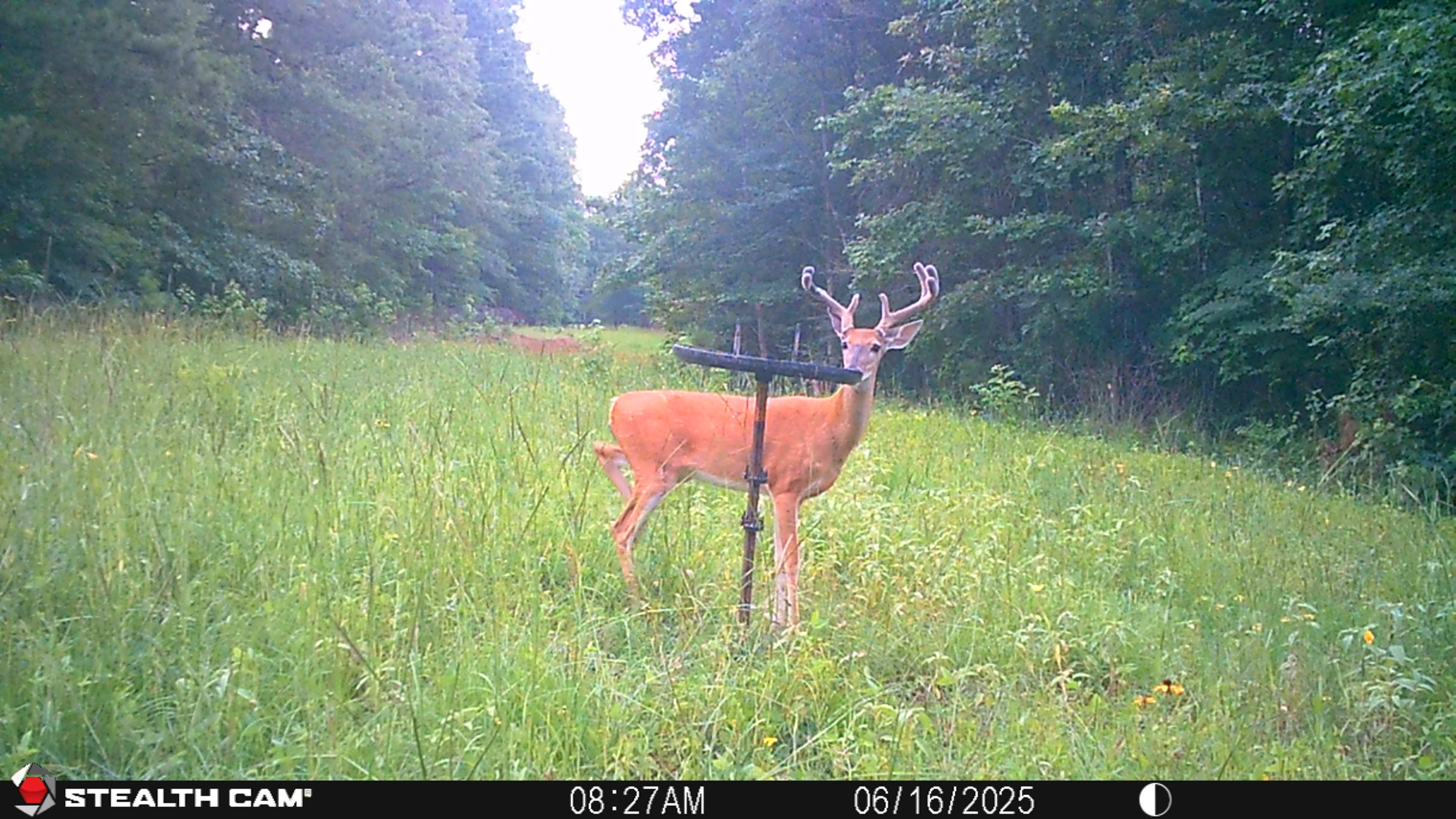Buck Weed ... Deer Love it!